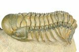 Zlichovaspis Trilobite With Crotalocephalina - Atchana, Morocco #363239-7